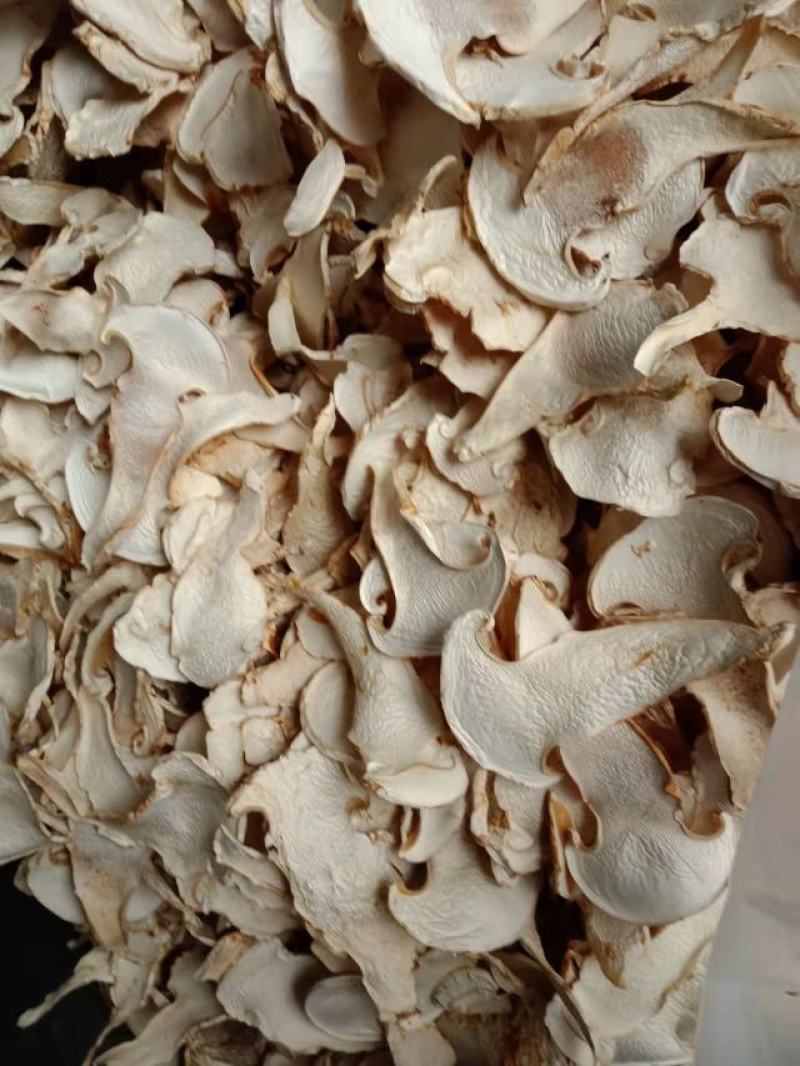 云南特产老人头菌老家产地货源大量生产供应