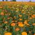 金盏菊种子茼蒿菊种子多年生花卉种子蛇目菊耐寒花海景观种植