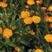 金盏菊种子茼蒿菊种子多年生花卉种子蛇目菊耐寒花海景观种植