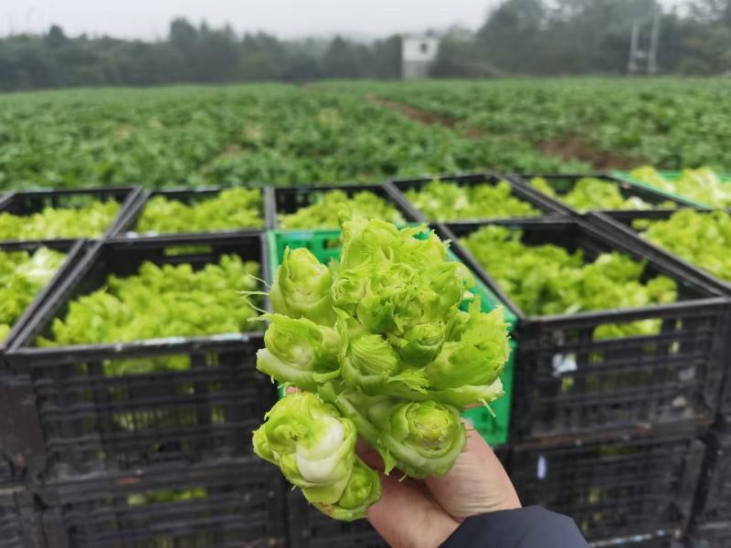 儿菜