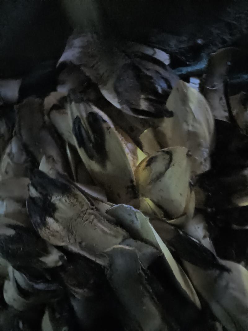 云南棕包可批发零售