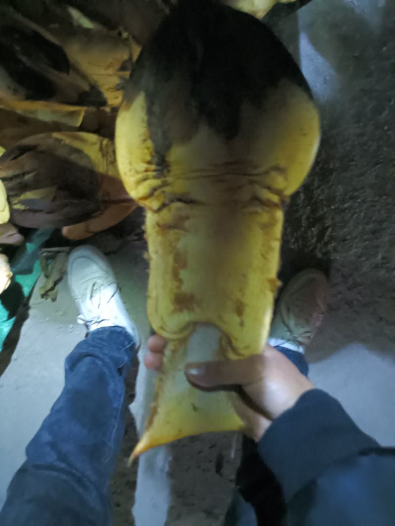 云南棕包可批发零售