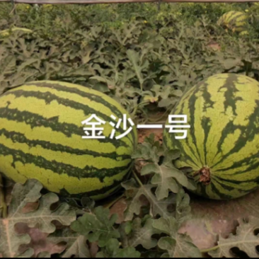金沙一号耐旱不空心不倒瓤露地西瓜种子大红瓤