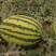 金沙一号耐旱不空心不倒瓤露地西瓜种子大红瓤