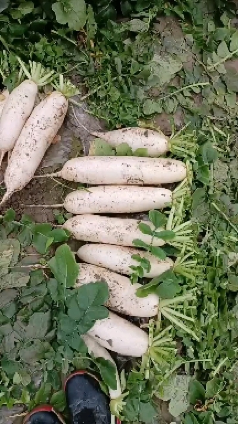 蔬菜基地上市韩国白萝卜，是冬季煲汤爆炒凉拌的佳品。