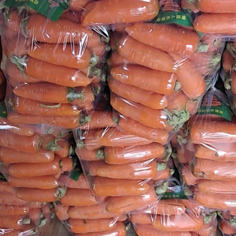 『优质胡萝卜』大量上市全国供应品质好欢迎洽谈合作