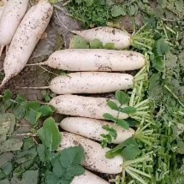 蔬菜基地上市韩国白萝卜，是冬季煲汤爆炒凉拌的佳品。