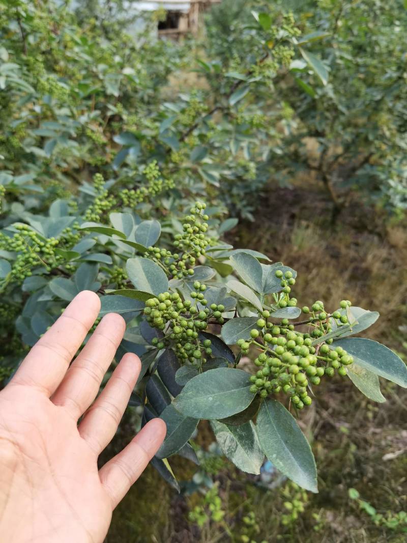 重庆基地批发九叶青花椒杯苗袋装花椒苗营养杯花椒苗品种纯正