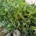 重庆基地批发九叶青花椒杯苗袋装花椒苗营养杯花椒苗品种纯正
