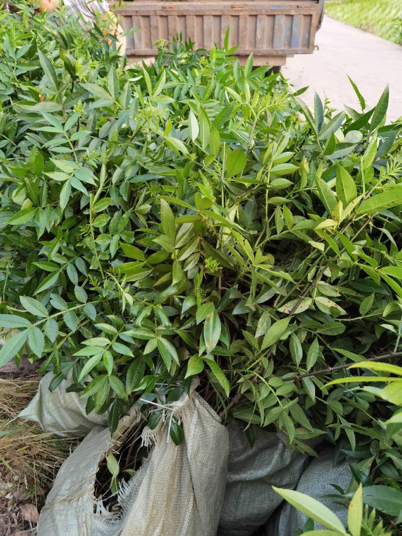 重庆基地批发九叶青花椒杯苗袋装花椒苗营养杯花椒苗品种纯正