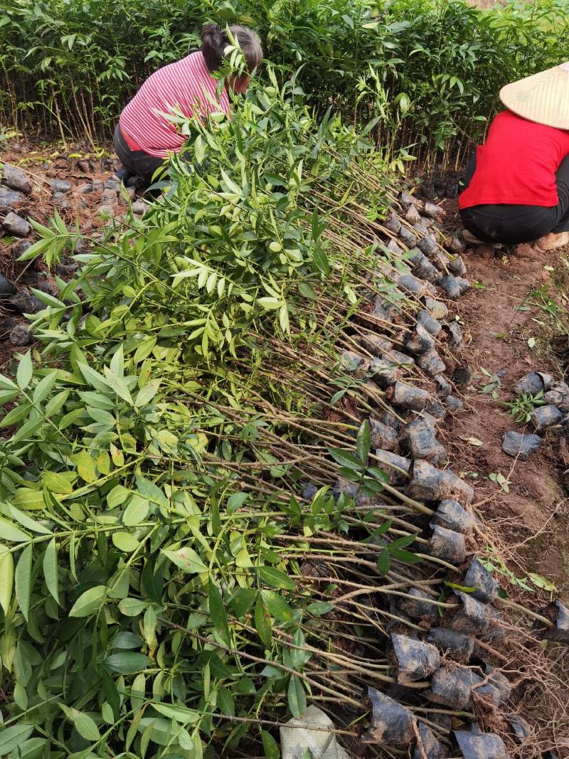 重庆基地批发九叶青花椒杯苗袋装花椒苗营养杯花椒苗品种纯正