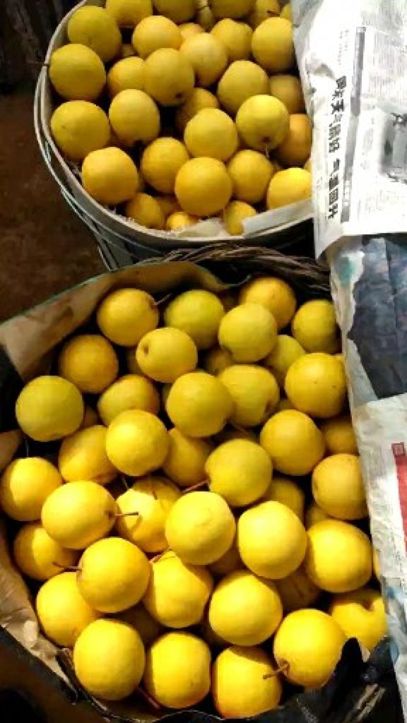 绥中精品白梨大量供应，报价真实准确个头大皮毛亮口感嘎嘎甜
