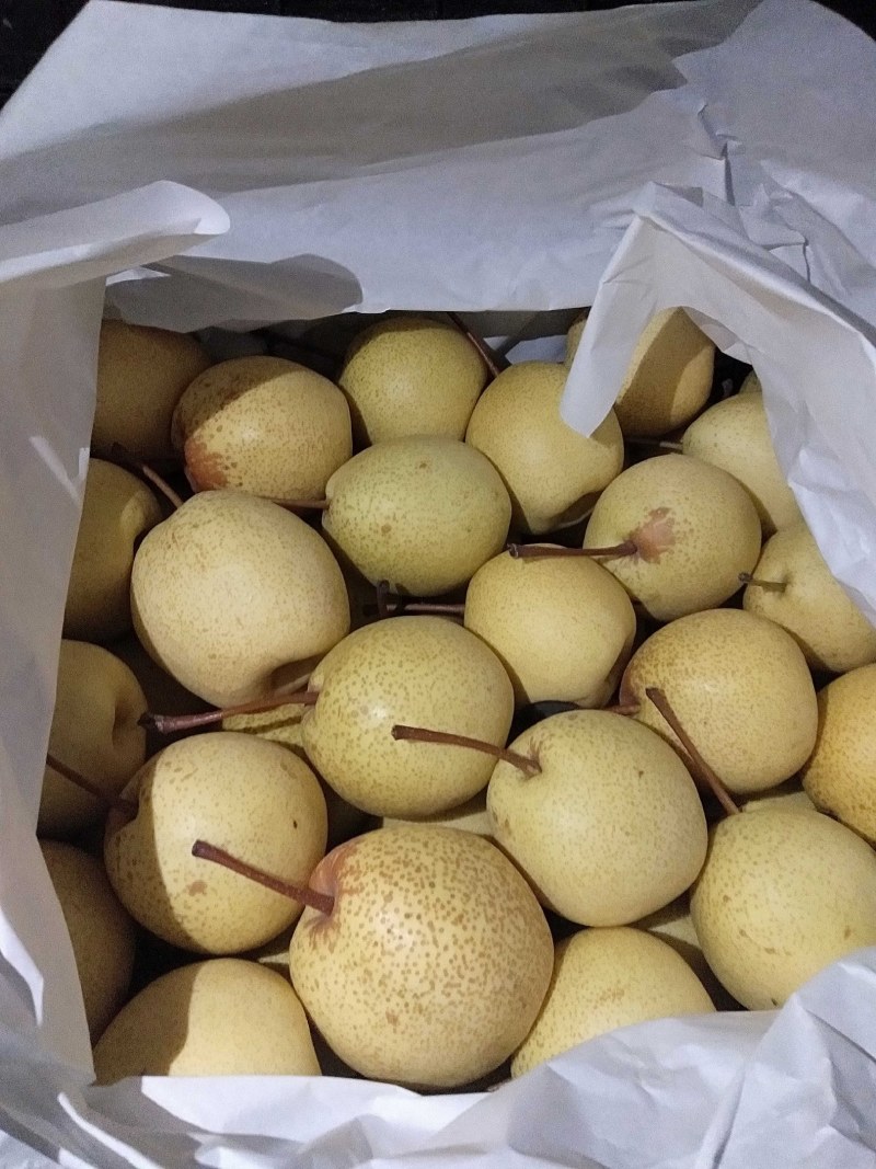 绥中精品白梨大量供应，报价真实准确个头大皮毛亮口感嘎嘎甜