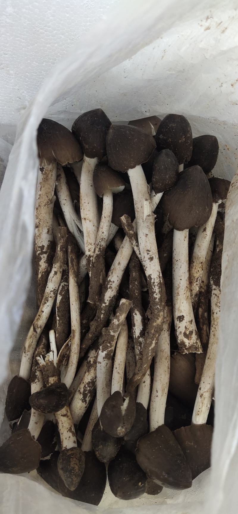 云南野生鸡枞菌可煲汤可油炸