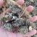 发酵纯鸡粪微生物发酵改善土壤板结肥效持久假一赔十厂家直销