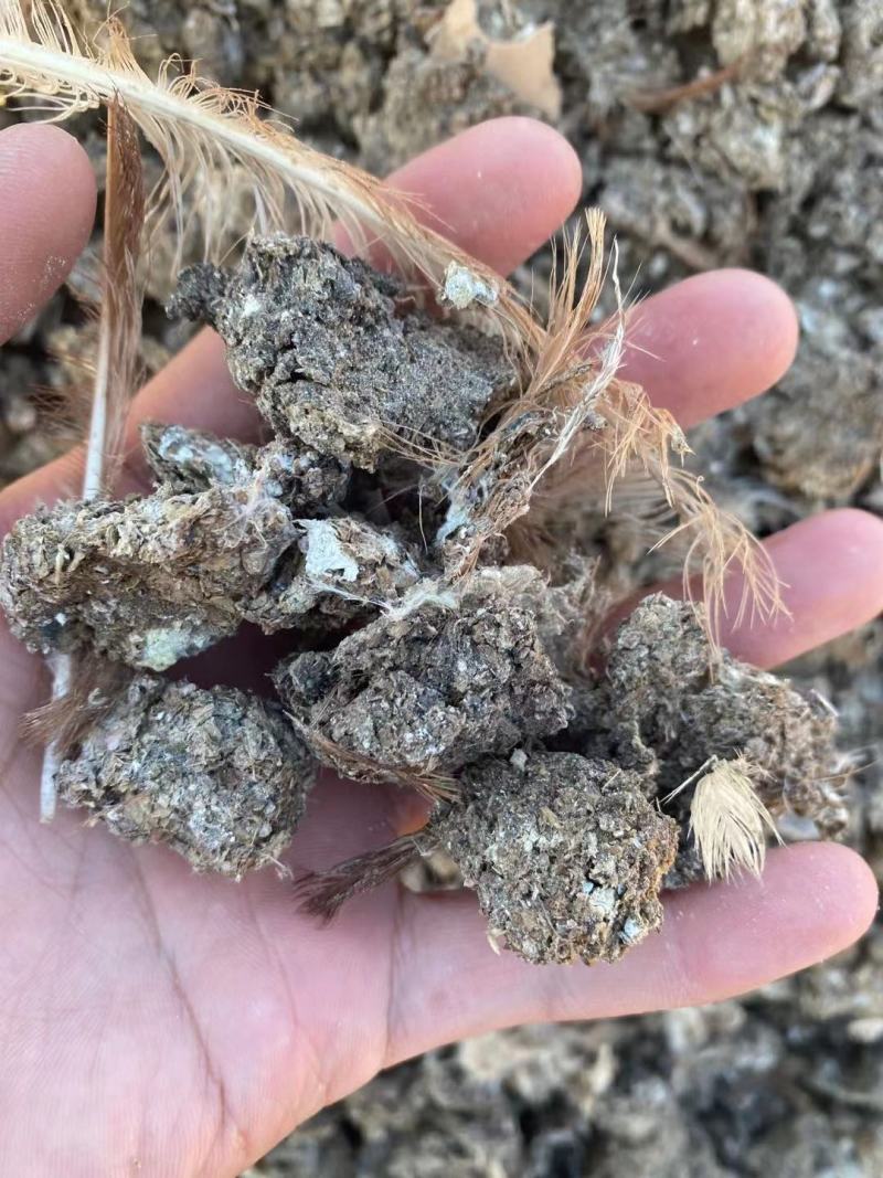 发酵纯鸡粪微生物发酵改善土壤板结肥效持久假一赔十厂家直销