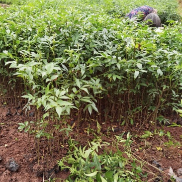 重庆基地批发九叶青花椒杯苗袋装花椒苗营养杯花椒苗品种纯正
