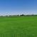 湖北荆州草坪基地百慕大混播黑麦草，混播果岭草，四季青，