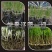 微生物菌肥有机EM菌果树蔬菜生根改良土壤烂根花肥料家用