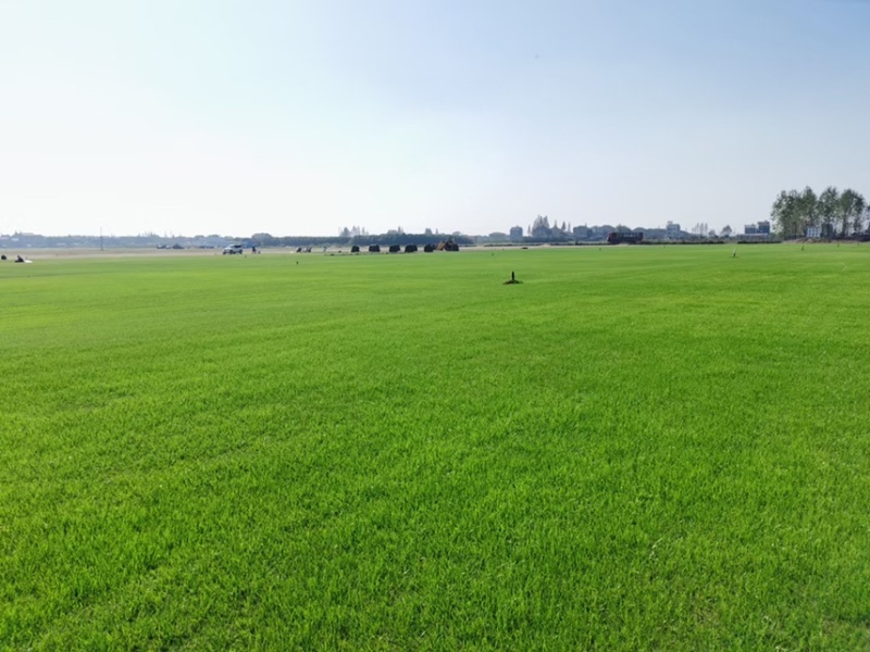 湖北荆州草坪基地百慕大混播黑麦草，混播果岭草，四季青，