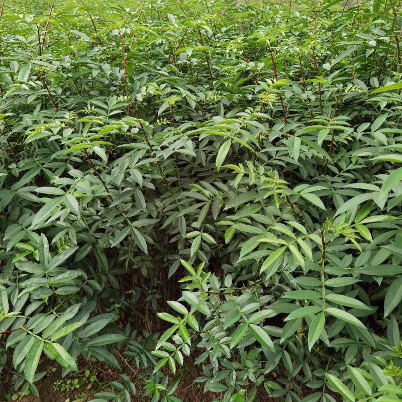 重庆基地批发九叶青花椒杯苗袋装花椒苗营养杯花椒苗品种纯正