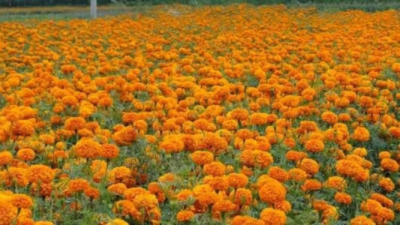 万寿菊种子菊花种子臭芙蓉花种子子驱蚊盆栽绿化花卉种子