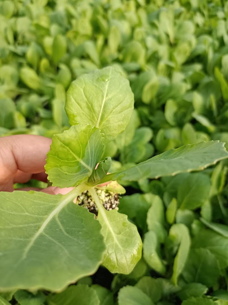 甘蓝苗，（常年供应）质量保证
