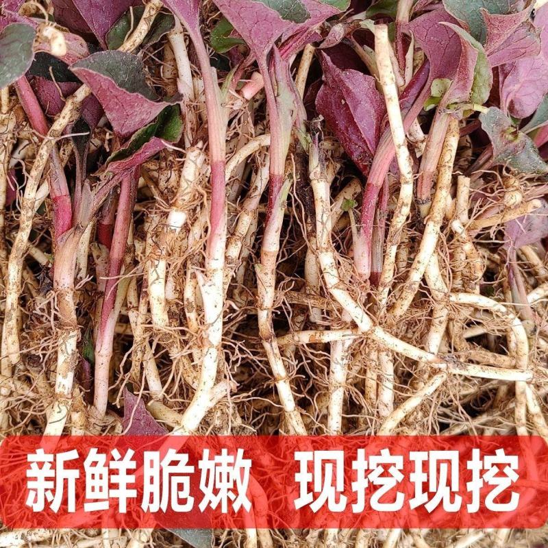 鱼腥草嫩芽，自家种植，特色:香，脆，嫩，土特产，现挖现发
