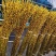 银柳干花真鲜枝花瓶水养客厅装饰摆件福桶红色多彩招财耐寒年