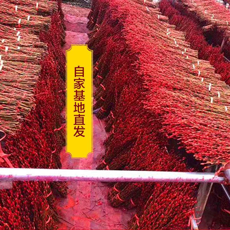 银柳干花真鲜枝花瓶水养客厅装饰摆件福桶红色多彩招财耐寒年