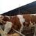 活牛西门塔尔牛，抗严寒耐高温，全国各地都适合养。
