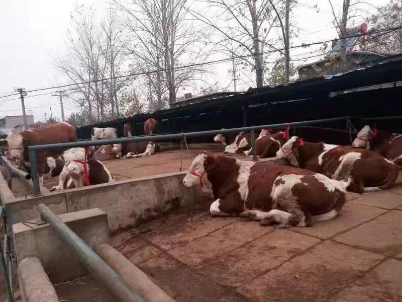 活牛西门塔尔牛，抗严寒耐高温，全国各地都适合养。
