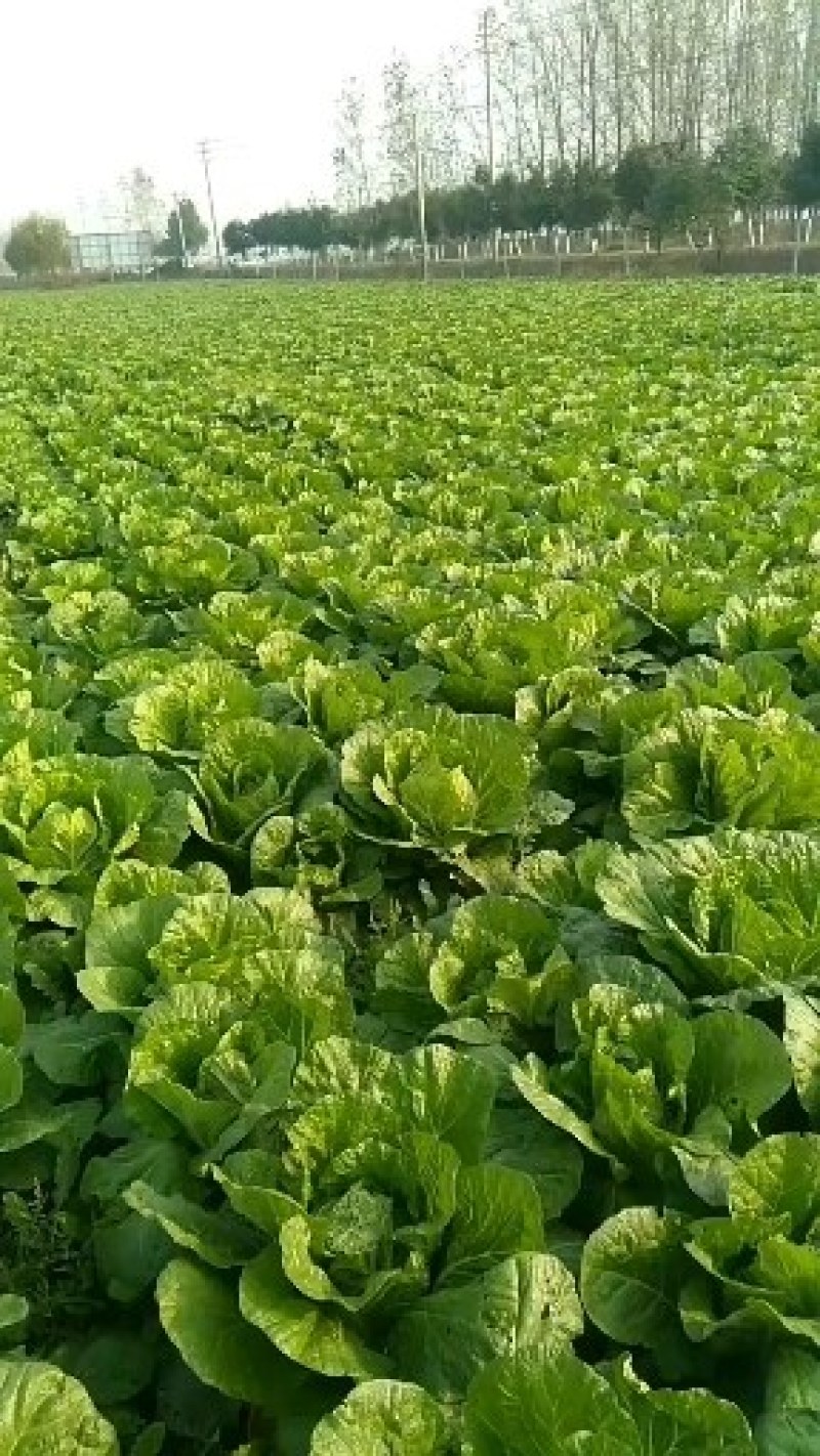 黄心白菜，无空心，无虫眼