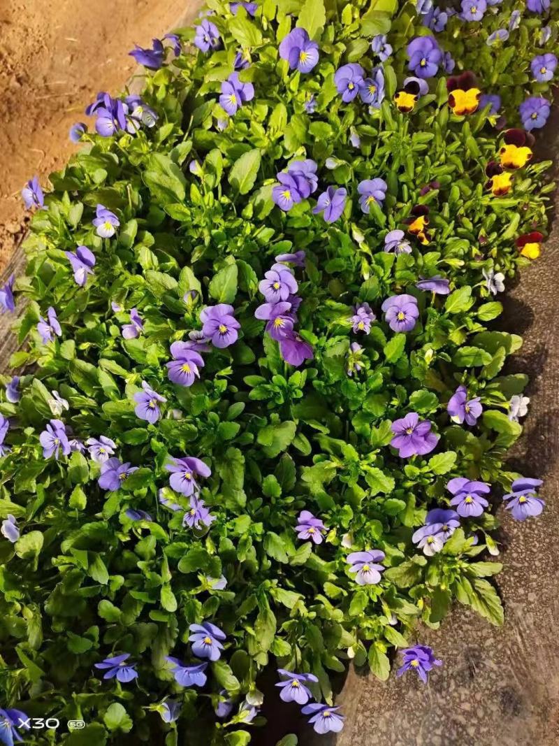 三色堇种子角堇食用花堇猫脸花籽混合色花装饰蔬菜种孑