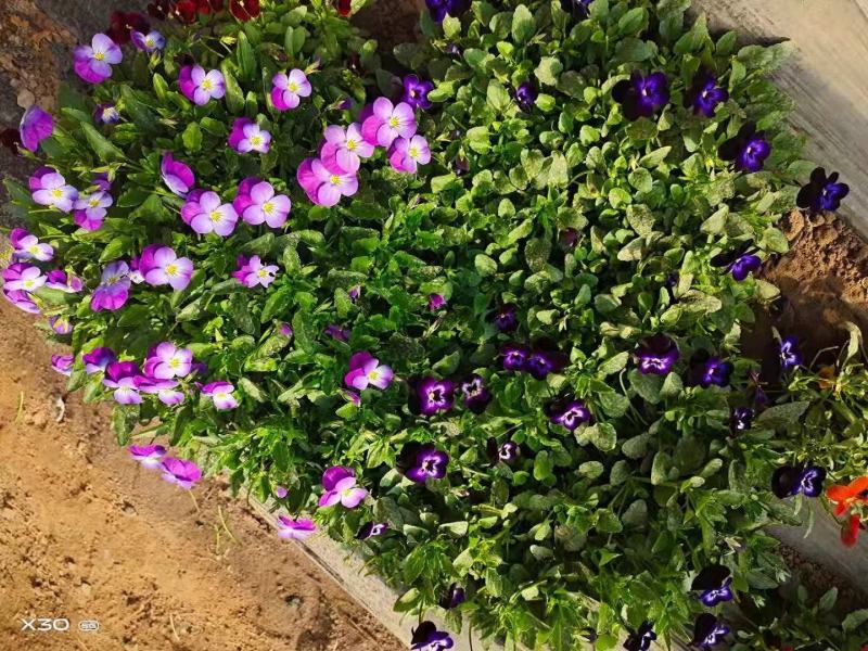 三色堇种子角堇食用花堇猫脸花籽混合色花装饰蔬菜种孑