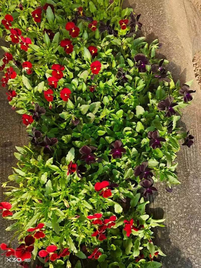 三色堇种子角堇食用花堇猫脸花籽混合色花装饰蔬菜种孑