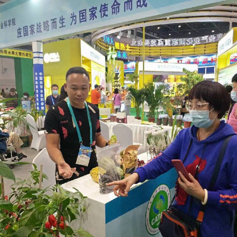 诺丽果