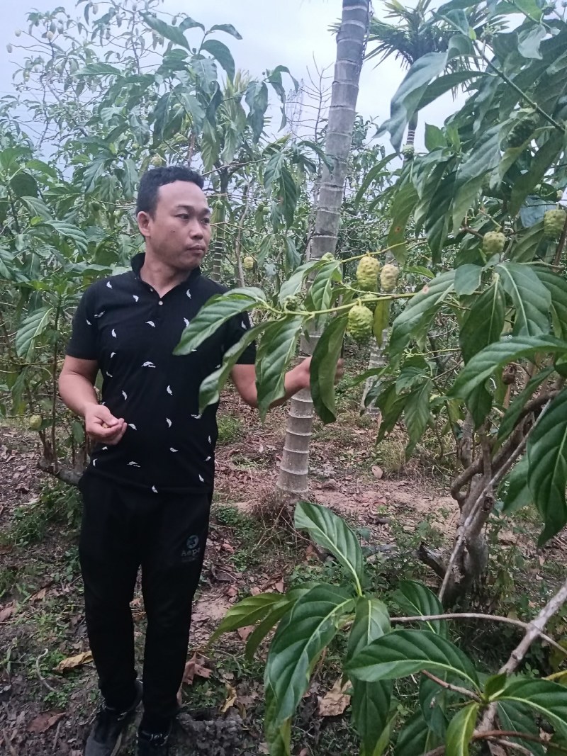 诺丽果
