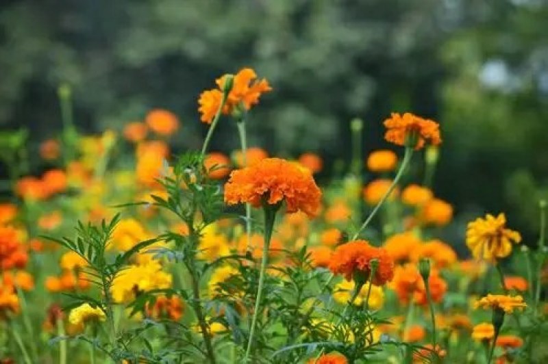 孔雀草种子耐寒花卉花籽栽庭院园林阳台四季春秋播种矮生花种