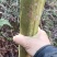 野生紫薇，造型是自然造型，无任何人工痕迹