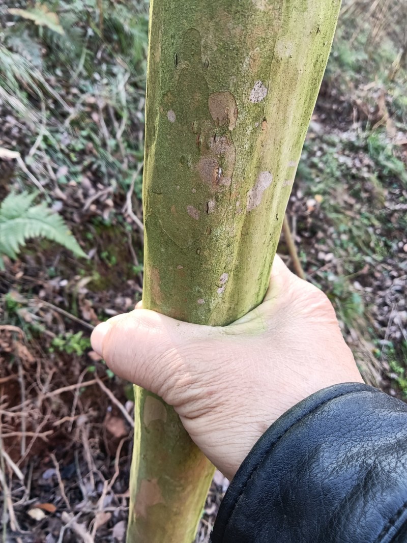 野生紫薇，造型是自然造型，无任何人工痕迹