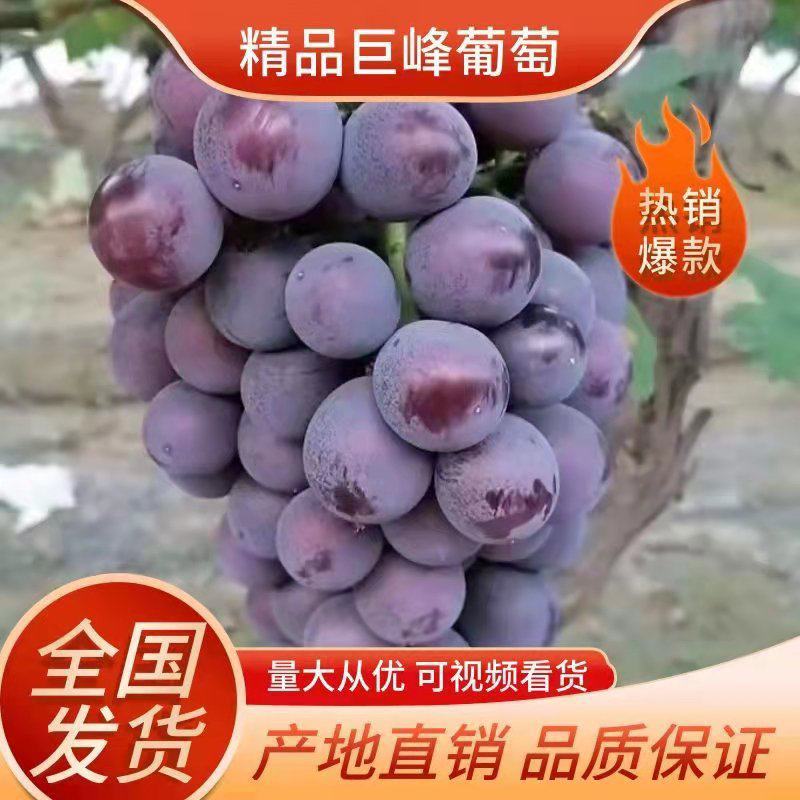 河北晋州冷库巨峰葡萄，电商对接，超市供货，甜甜