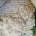 花菜已大量销售中，实花和散花等有机品种都有，欢迎前来采购
