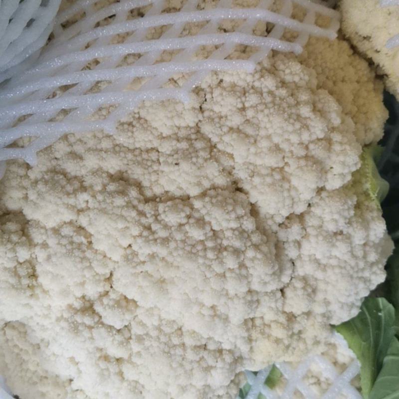 花菜已大量销售中，实花和散花等有机品种都有，欢迎前来采购