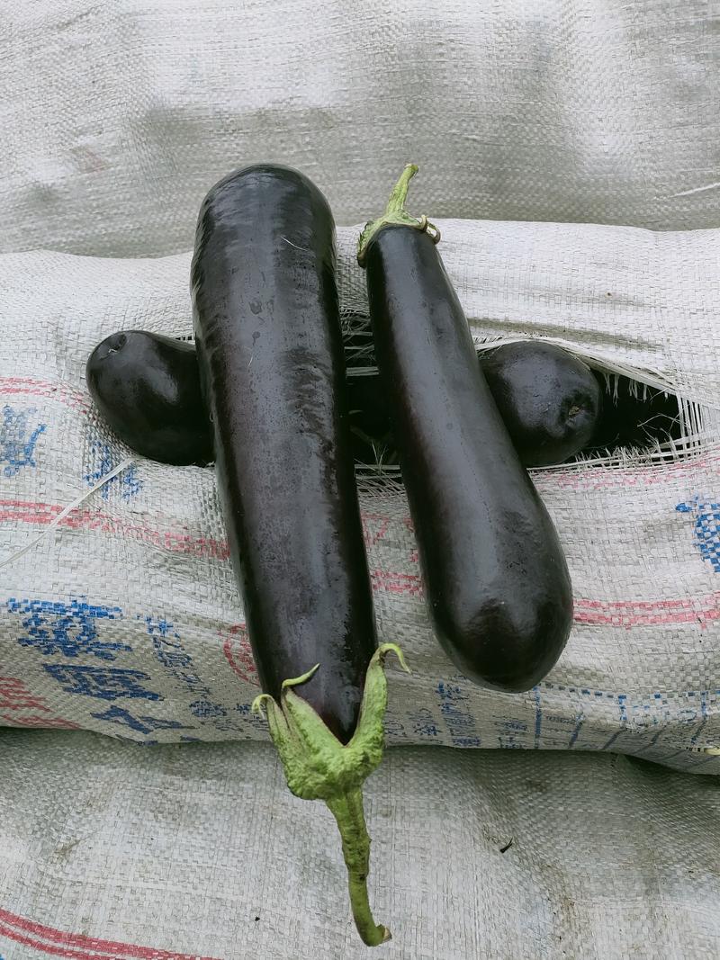 河南夏邑县黑茄子精品代收代发一手货源大量有货。