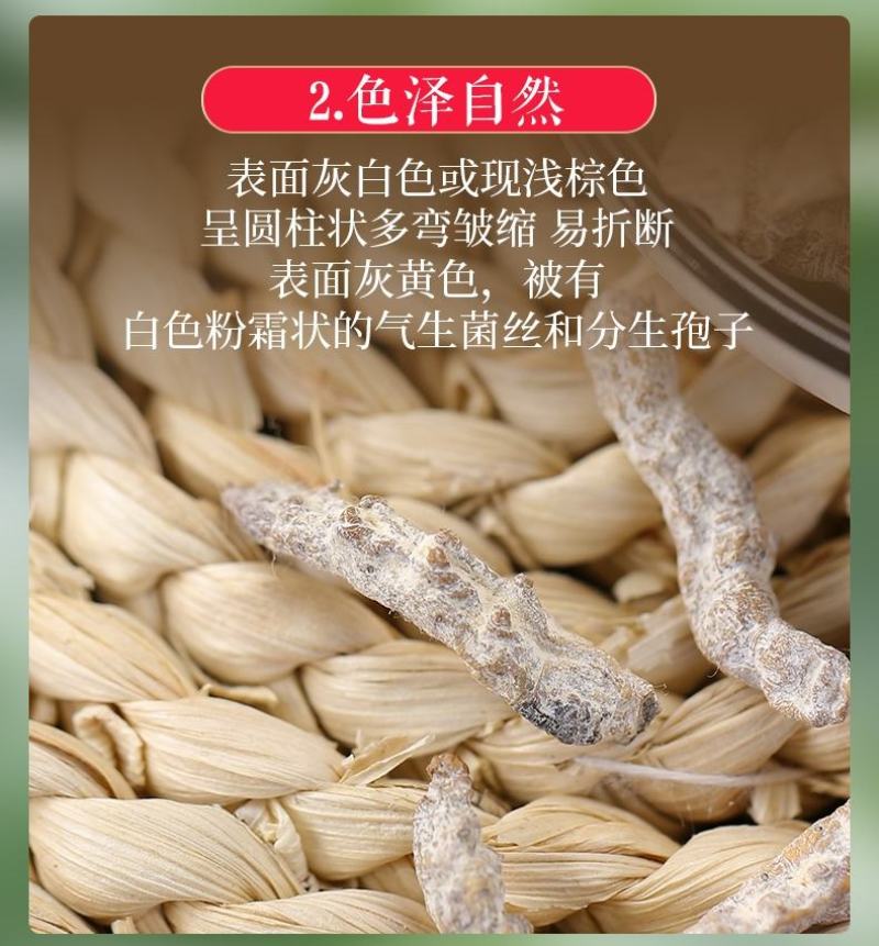 四川僵蚕优质僵蚕僵虫炒僵蚕四川货含量高性价比强