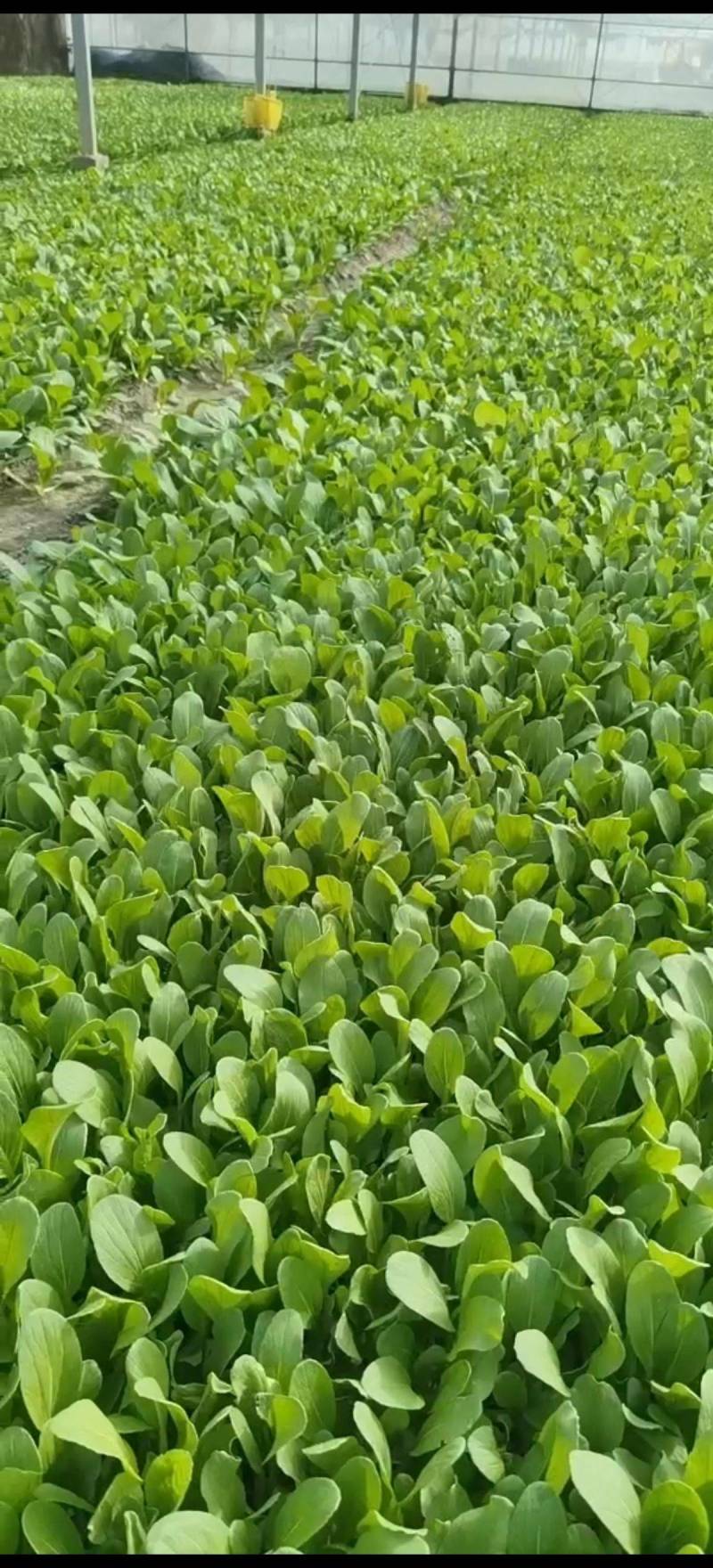 本地鸡毛菜