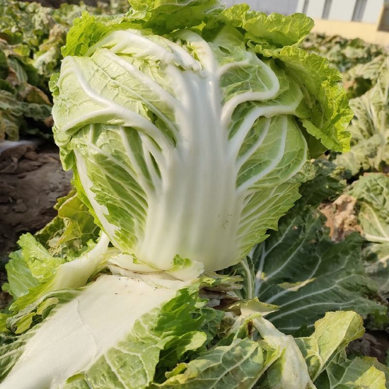 成武圆头白菜