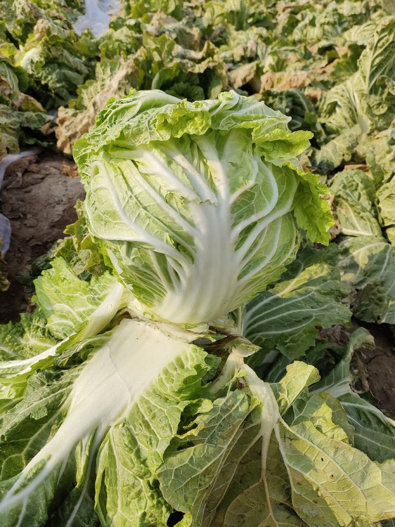 成武圆头白菜