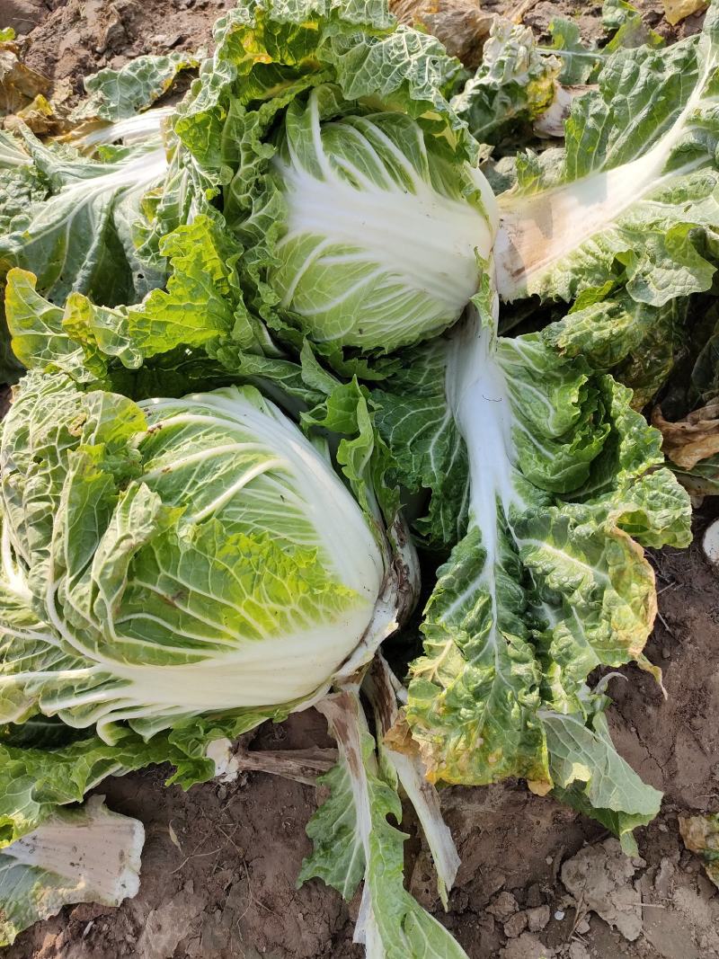 成武圆头白菜